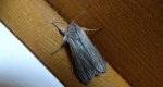 Kapturnica - Cucullia balsamitae