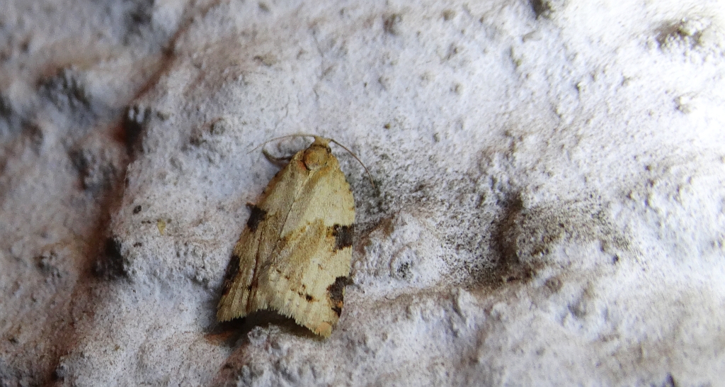 Clepsis spectrana