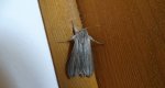 Kapturnica -  Cucullia balsamitae