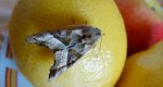 Krokiewka lękwica (Phlogophora meticulosa)