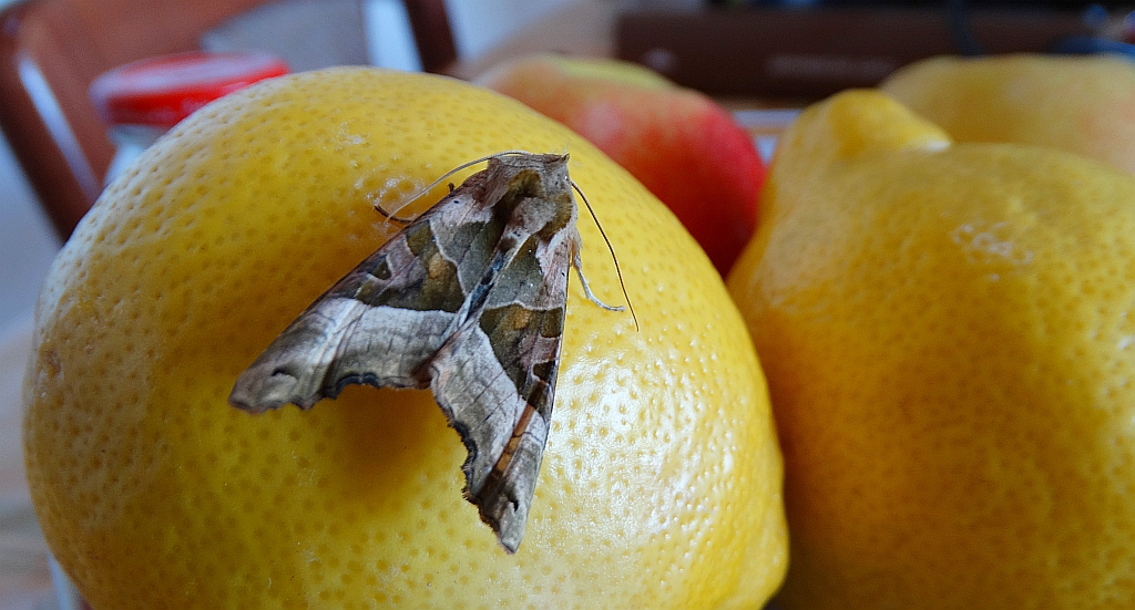 Krokiewka lękwica (Phlogophora meticulosa)