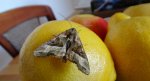 Krokiewka lękwica (Phlogophora meticulosa)