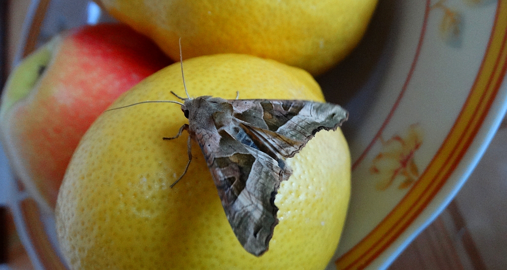 Krokiewka lękwica (Phlogophora meticulosa)