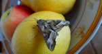 Krokiewka lękwica (Phlogophora meticulosa)
