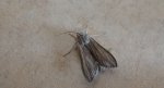 Kapturnica -  Cucullia balsamitae