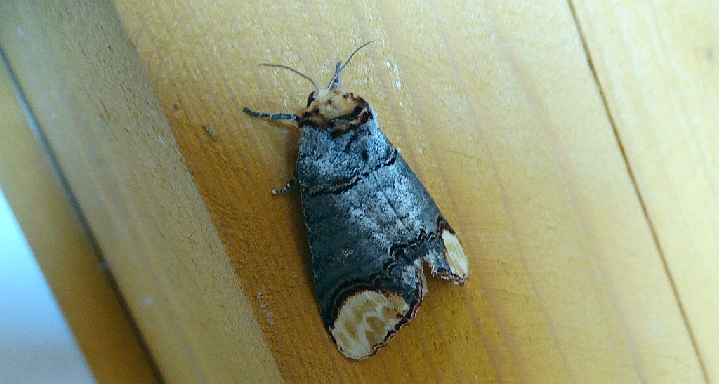 Narożnica zbrojówka (Phalera bucephala)