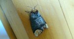 Narożnica zbrojówka (Phalera bucephala)