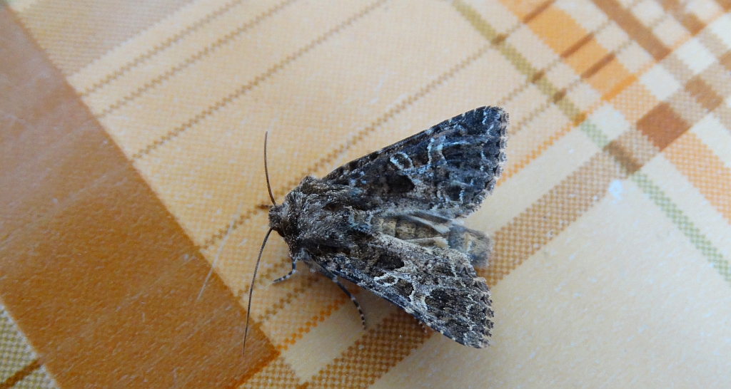 Hadena capsincola lub Hadena bicruris