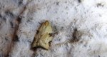 Clepsis spectrana
