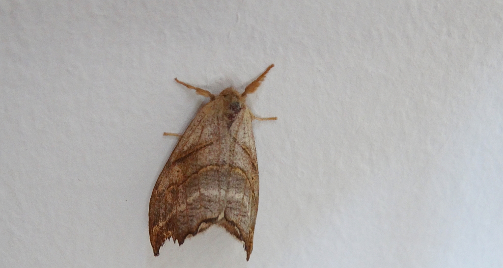 Wycinka jaszczurówka (Falcaria lacertinaria)