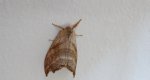 Wycinka jaszczurówka (Falcaria lacertinaria)