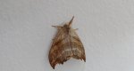 Wycinka jaszczurówka (Falcaria lacertinaria)