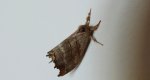 Wycinka jaszczurówka (Falcaria lacertinaria)