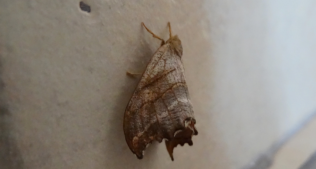 Wycinka jaszczurówka (Falcaria lacertinaria)