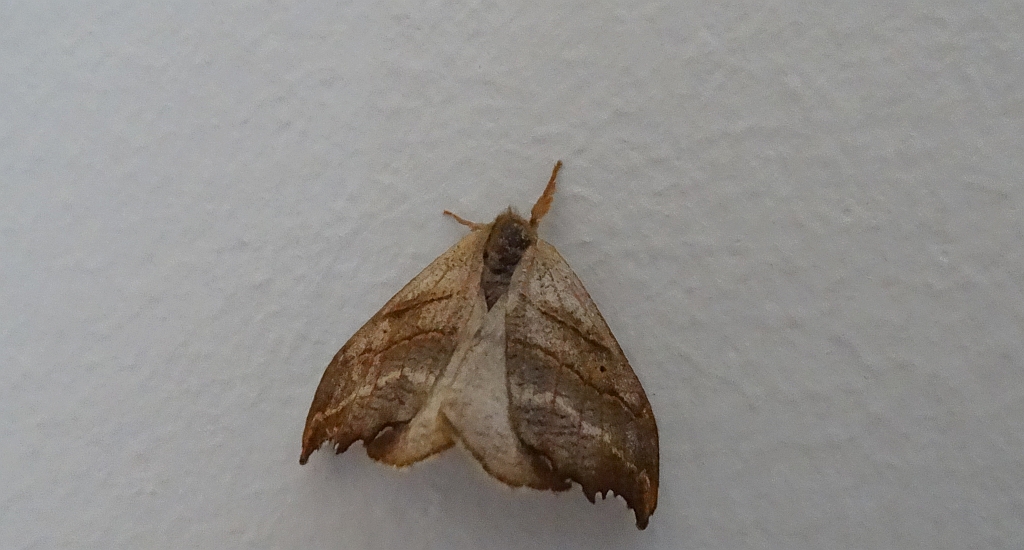 Wycinka jaszczurówka (Falcaria lacertinaria)