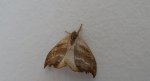 Wycinka jaszczurówka (Falcaria lacertinaria)