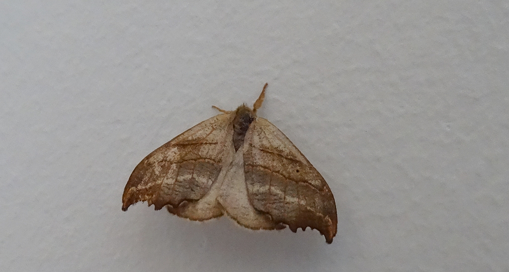 Wycinka jaszczurówka (Falcaria lacertinaria)