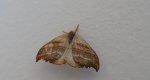 Wycinka jaszczurówka (Falcaria lacertinaria)