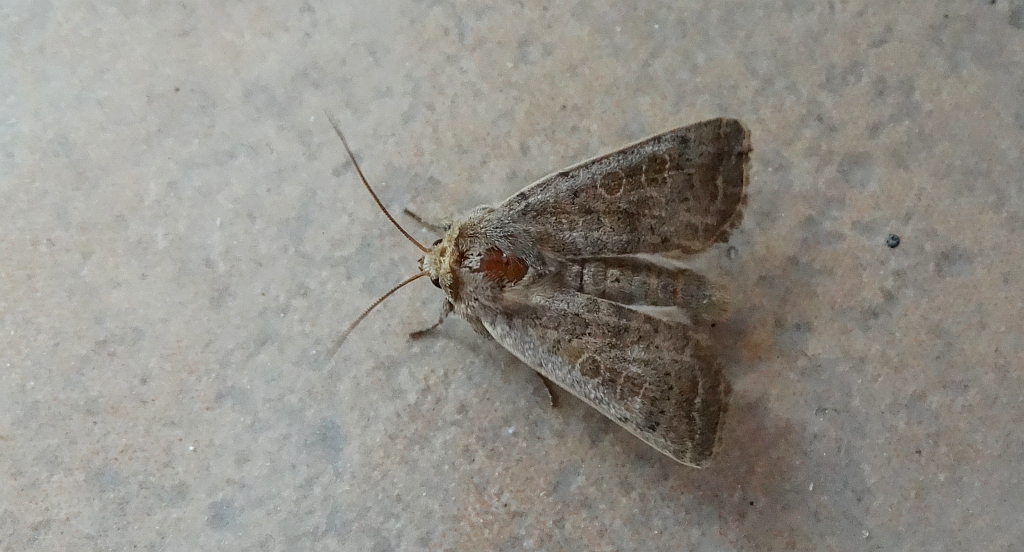 Hoplodrina blanda