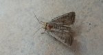 Hoplodrina blanda