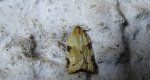 Clepsis spectrana