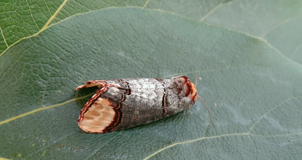 Narożnica zbrojówka (Phalera bucephala)