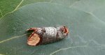 Narożnica zbrojówka (Phalera bucephala)