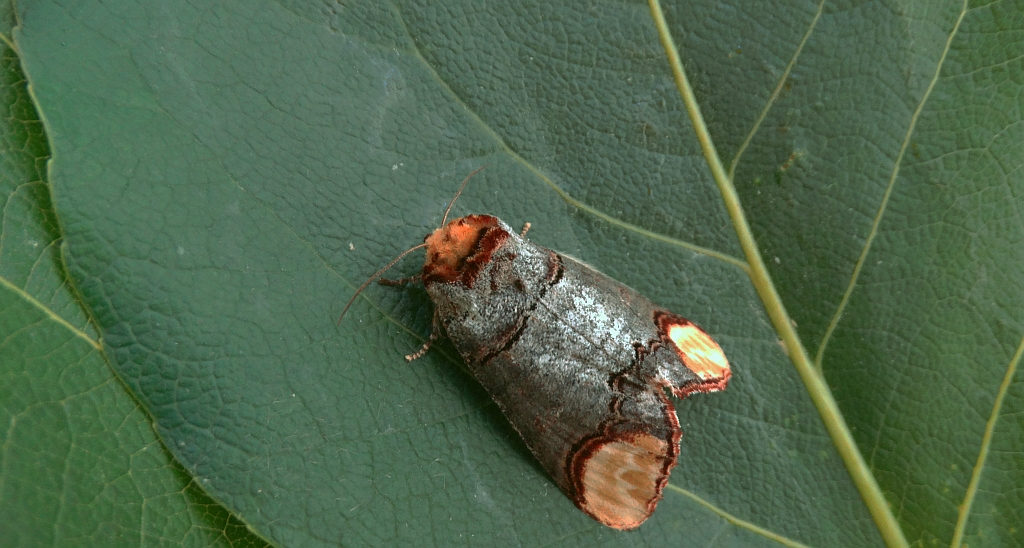 Narożnica zbrojówka (Phalera bucephala)
