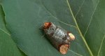 Narożnica zbrojówka (Phalera bucephala)