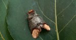 Narożnica zbrojówka (Phalera bucephala)