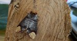 Narożnica zbrojówka (Phalera bucephala)