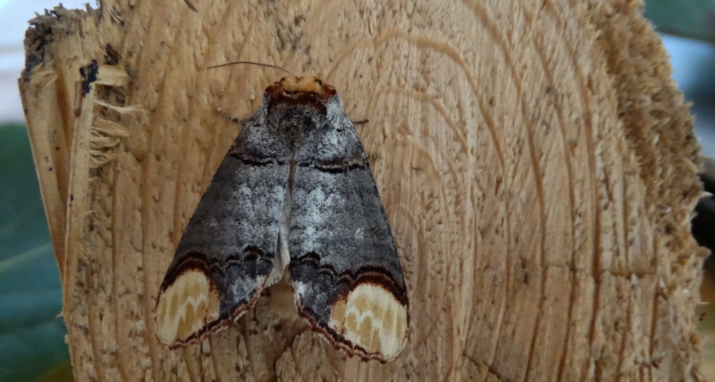 Narożnica zbrojówka (Phalera bucephala)