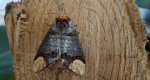 Narożnica zbrojówka (Phalera bucephala)