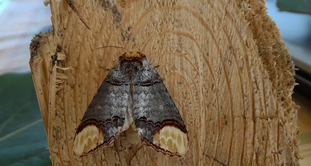 Narożnica zbrojówka (Phalera bucephala)