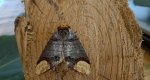Narożnica zbrojówka (Phalera bucephala)