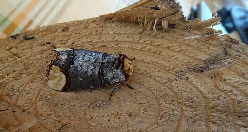 Narożnica zbrojówka (Phalera bucephala)