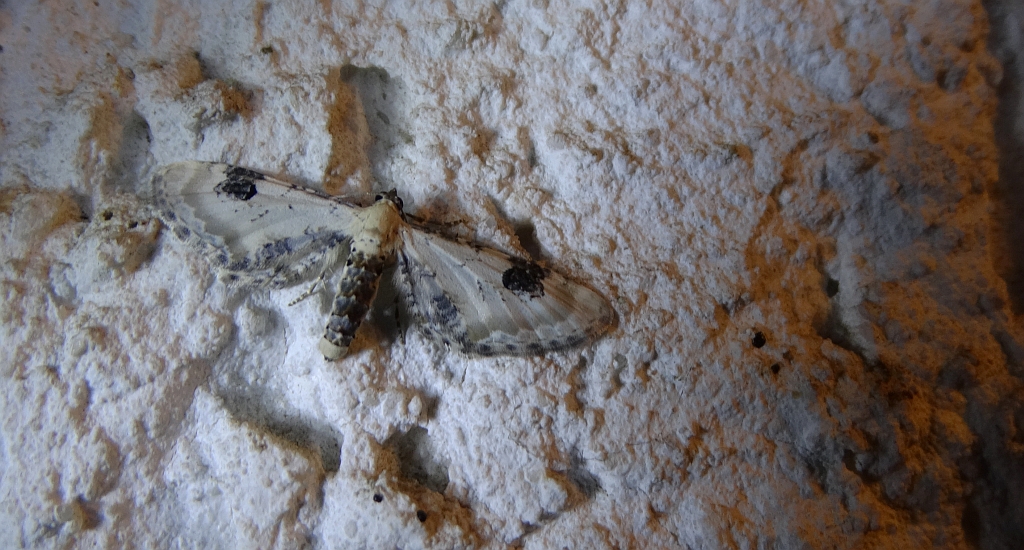 Grotnik chabrowiak (Eupithecia centaureata)