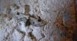 Grotnik chabrowiak (Eupithecia centaureata)