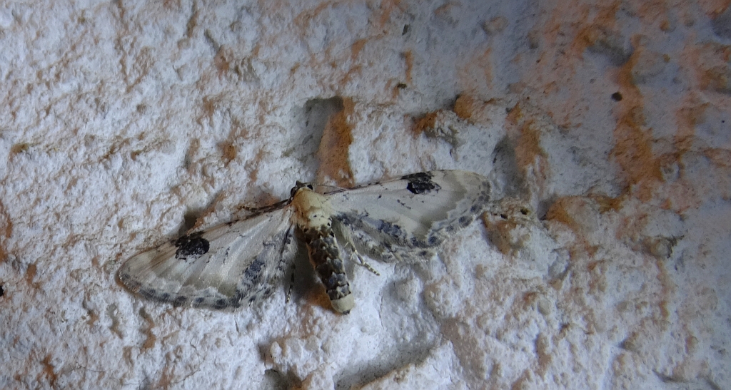 Grotnik chabrowiak (Eupithecia centaureata)