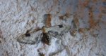 Grotnik chabrowiak (Eupithecia centaureata)