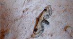 Grotnik chabrowiak (Eupithecia centaureata)