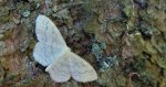 Wątlak falistak (Scopula floslactata)