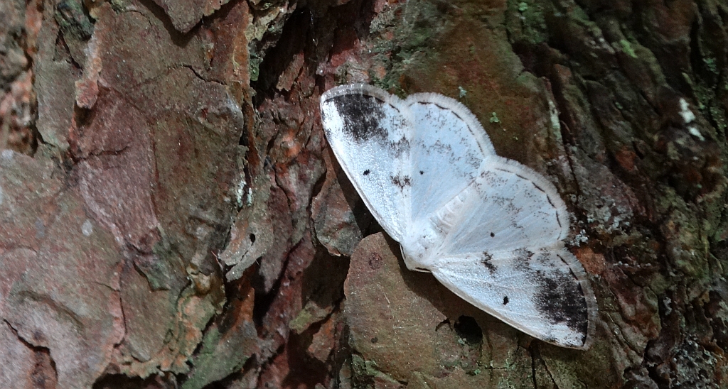 Ciemnokres czeremszak (Lomographa temerata)