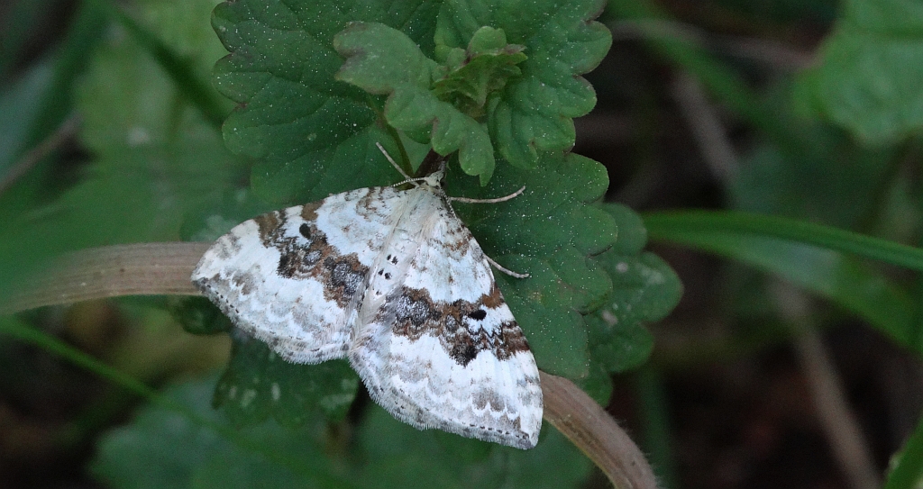 Paśnik nagórek (Xanthorhoe montanata)