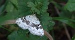 Paśnik nagórek (Xanthorhoe montanata)