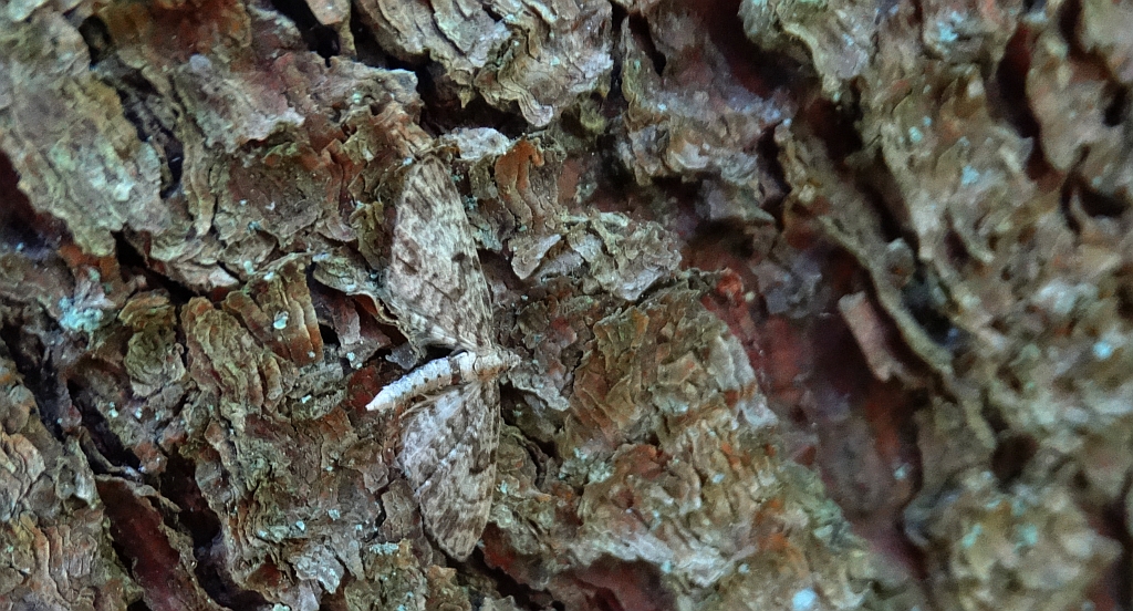 Grotnik jagodnik (Pasiphila debiliata)