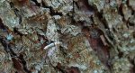Grotnik jagodnik (Pasiphila debiliata)