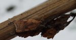 Acleris notana