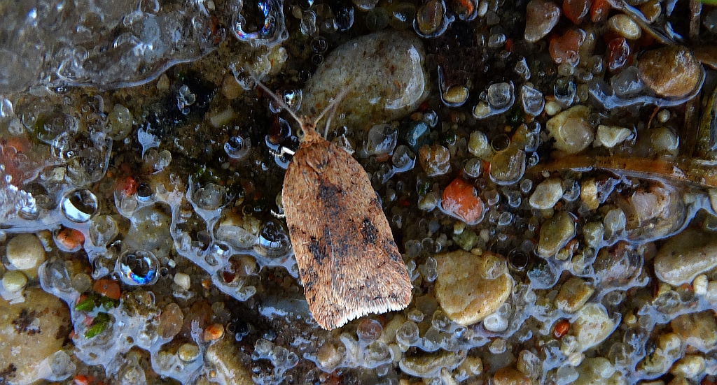 Acleris notana