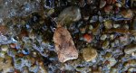 Acleris notana